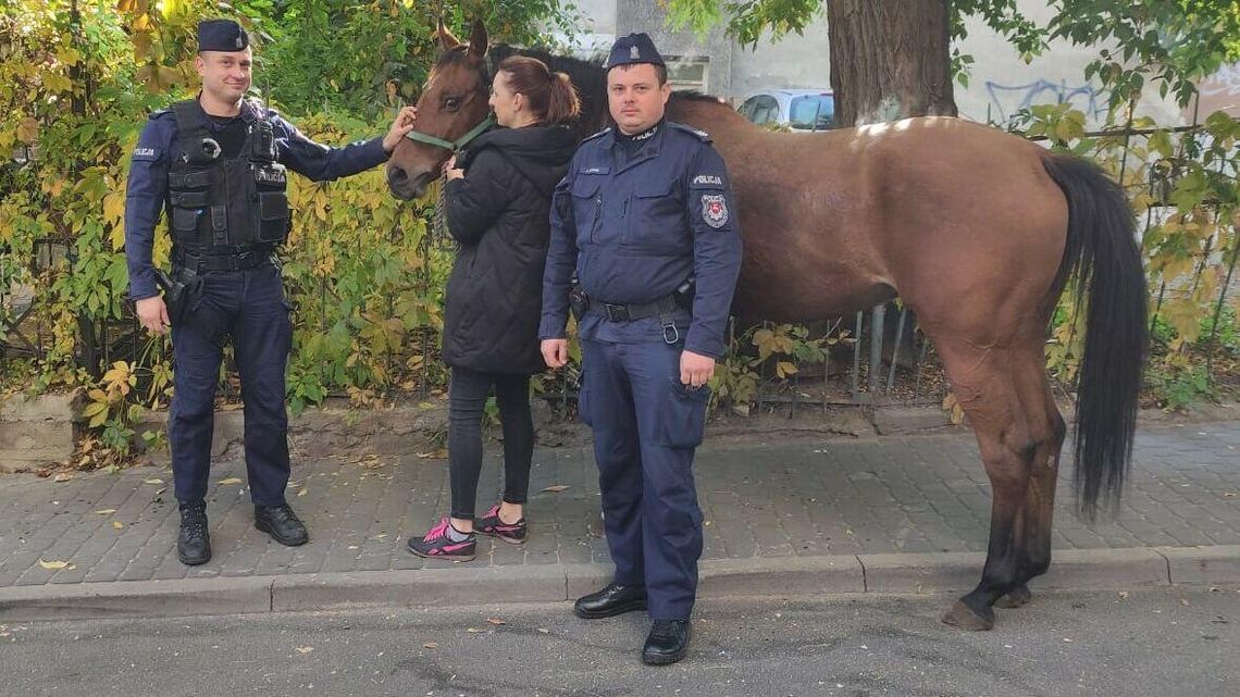 Koń hasał po centrum Lublina