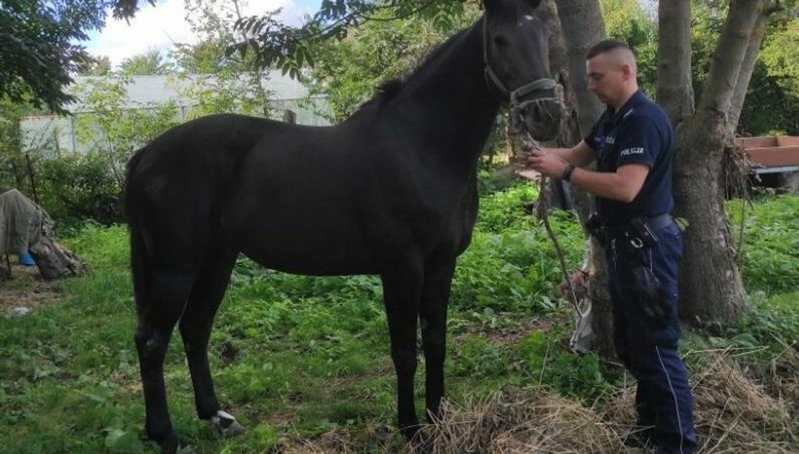 Koń na gigancie. Z parkingu przy wiejskim sklepie „odholowała go” policja
