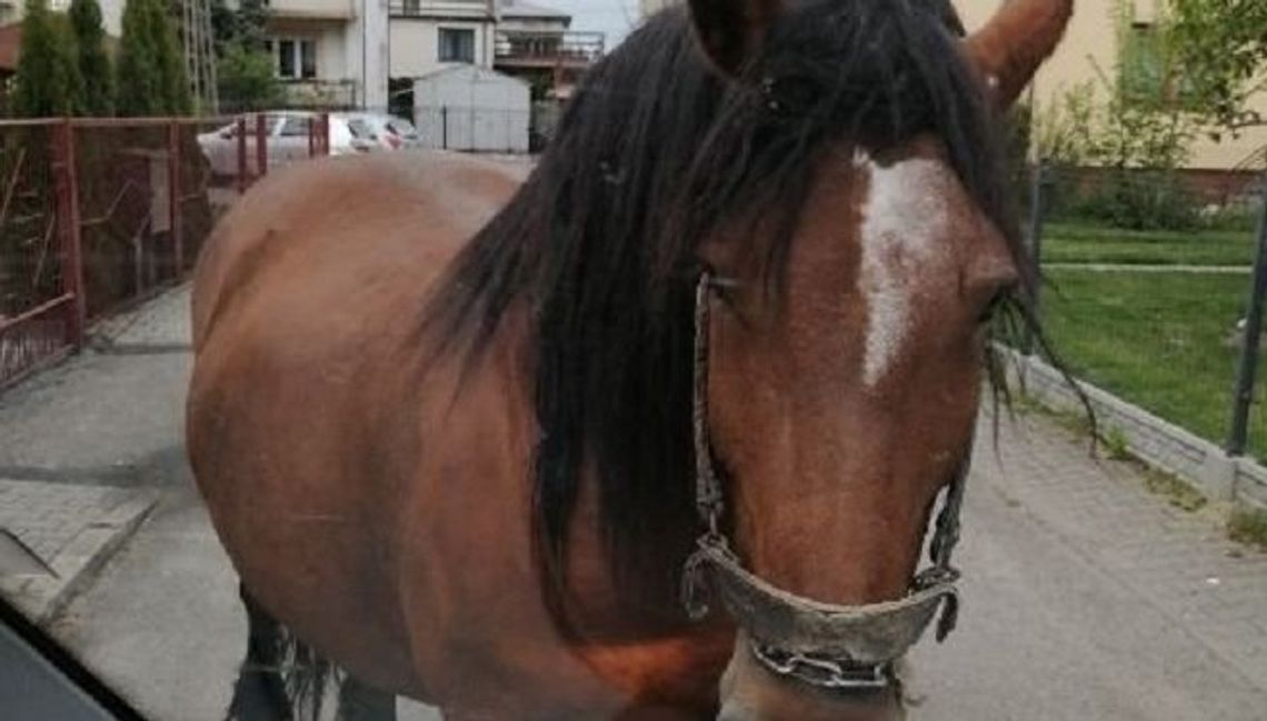 Koń spacerował ulicami Lubartowa. Uciekł swojemu właścicielowi
