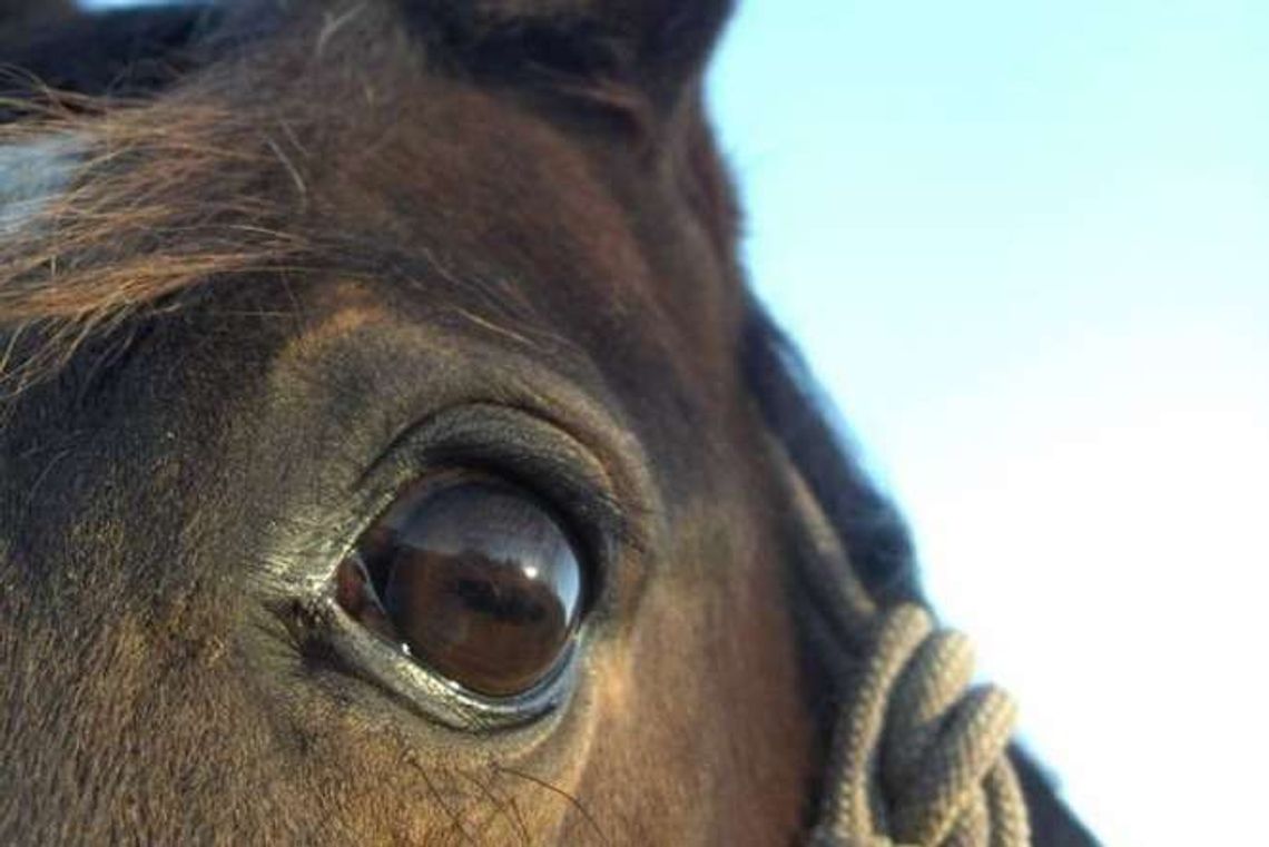 "Koń stoi na drodze i utrudnia ruch". Interwencja policjantów
