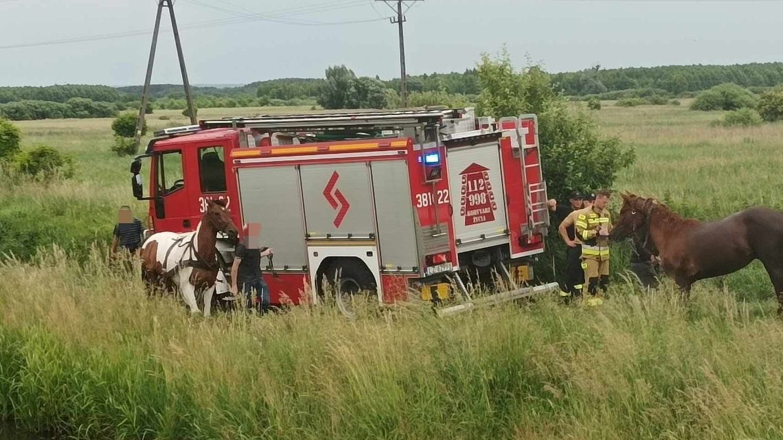Koń w rzece Łabuńki. Na pomoc ruszyli strażacy