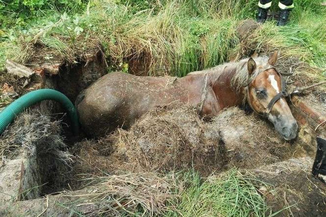 Koń wpadł do szamba. Wyciągnęli go strażacy