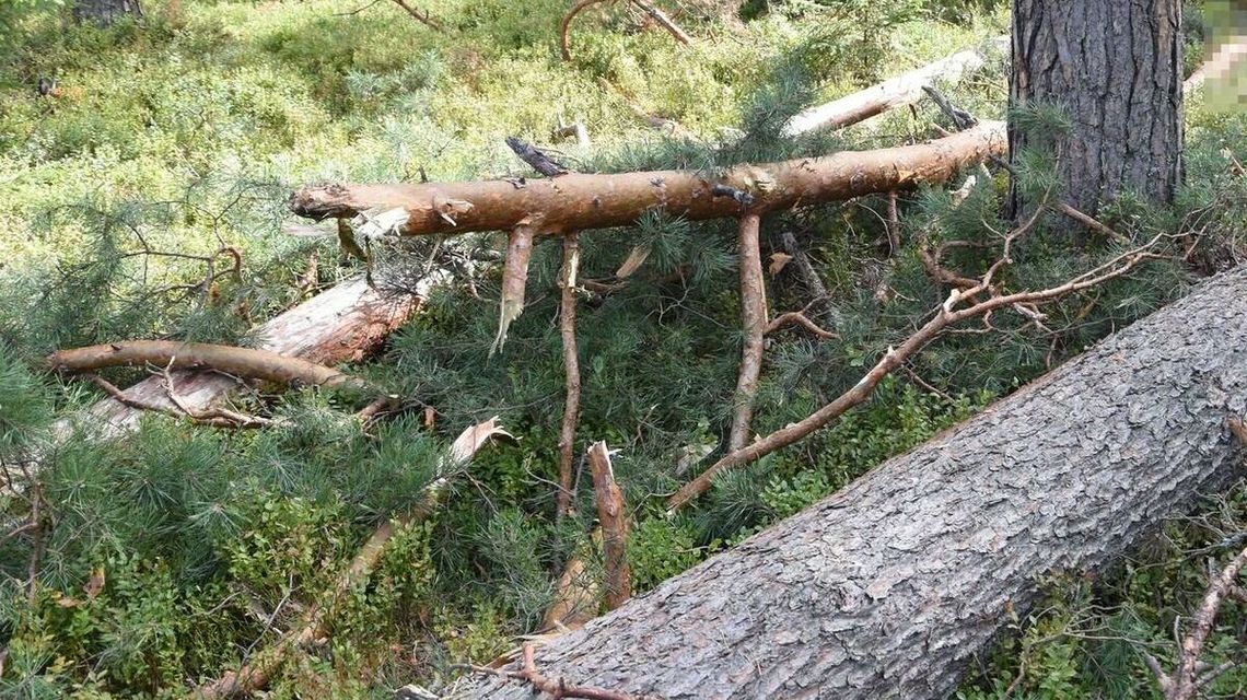 Konar uderzył mężczyznę w głowę. Zmarł na miejscu