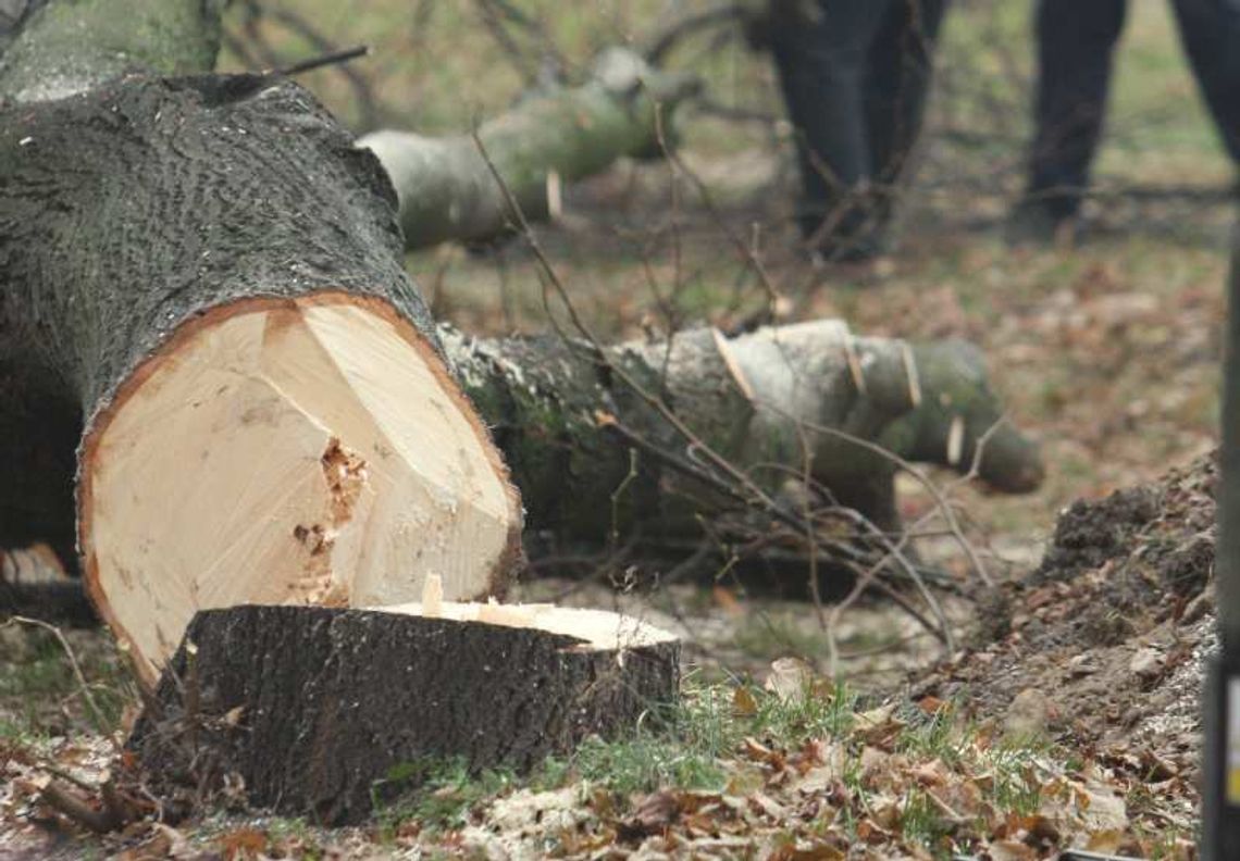 Konar zabił kierowcę, winna GDDKiA. 400 tys. zł odszkodowania Konar zabił kierowcę, winna GDDKiA. 400 tys. zł odszkodowania