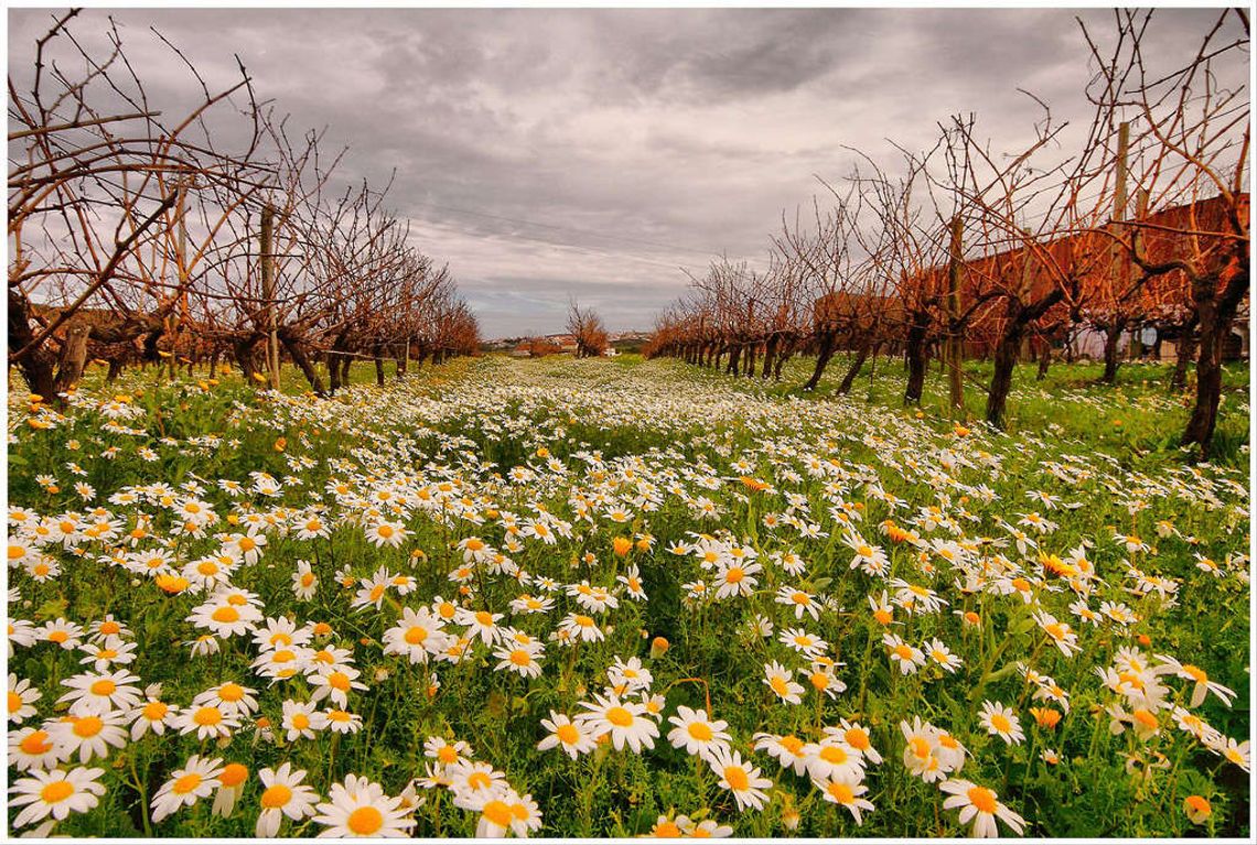 koncert dzisiaj przyjdź