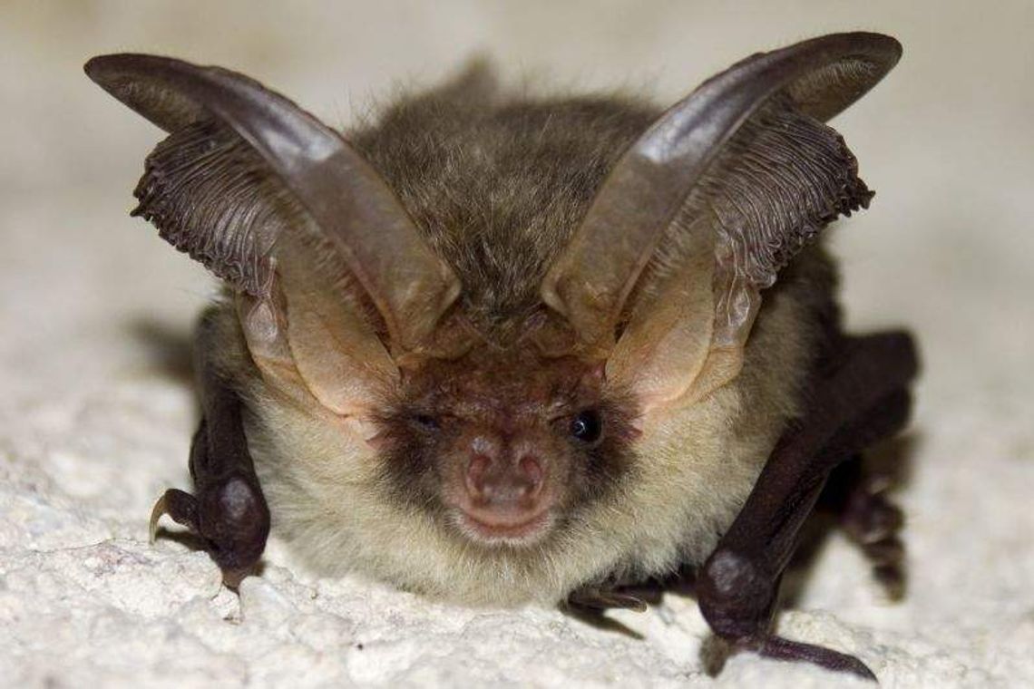 Kończą badać kamieniołomy w Bochotnicy