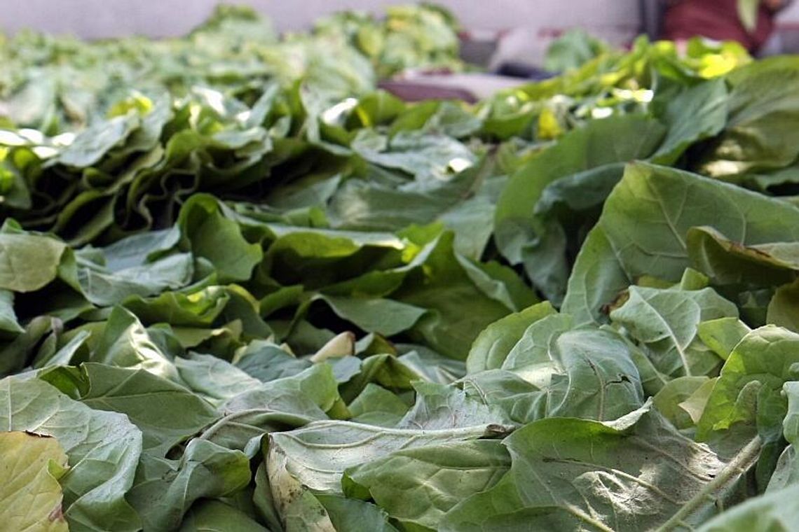 Kończy się czas na zawiernie umów ws. płatności do tytoniu