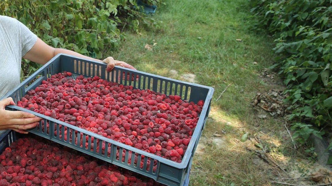 Konferencja sadownicza w Kraśniku. O malinie, truskawce i... warzeniu piwa