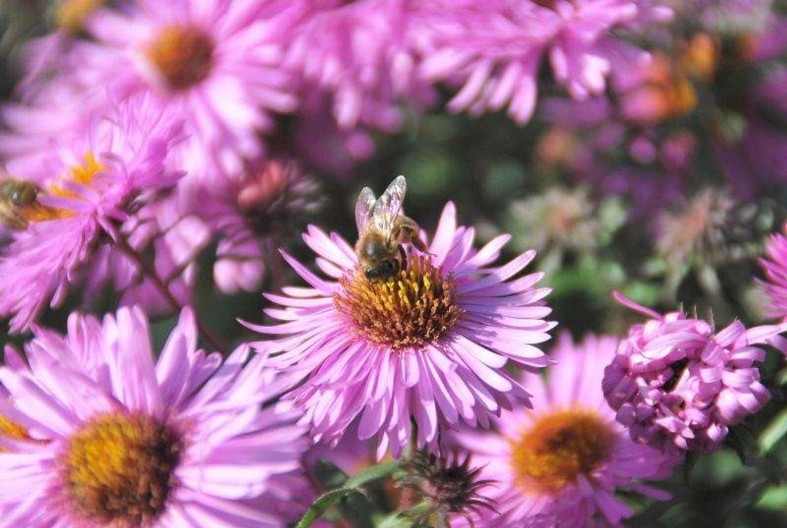 Konferencja w Pszczelej Woli: Podyskutują o chorobach pszczół