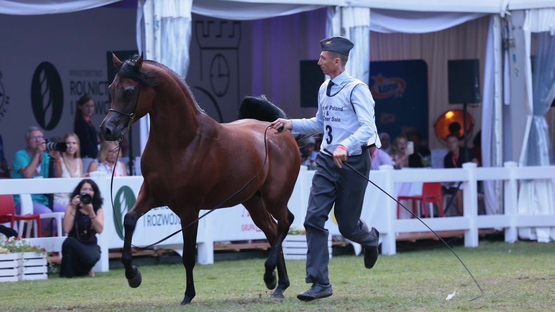 Konie arabskie w Janowie Podlaskim nie dały zarobić. Bilans Pride of Poland Konie arabskie w Janowie Podlaskim nie dały zarobić. Bilans Pride of Poland