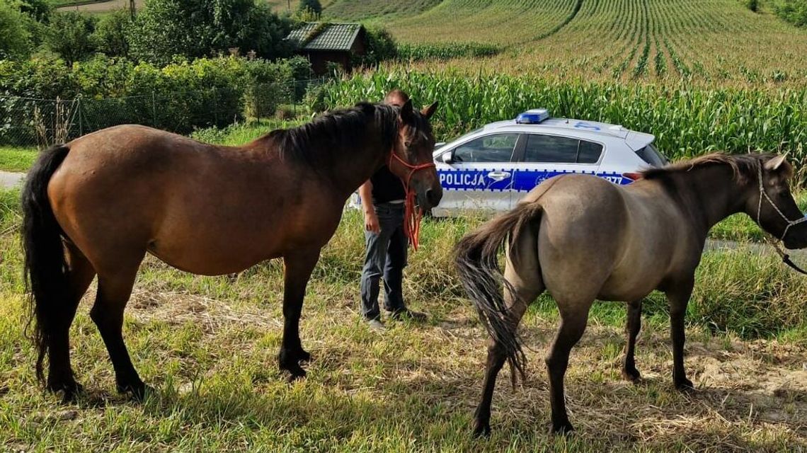 Konie na gigancie. Zwierzęta przestraszyły się kombajnu