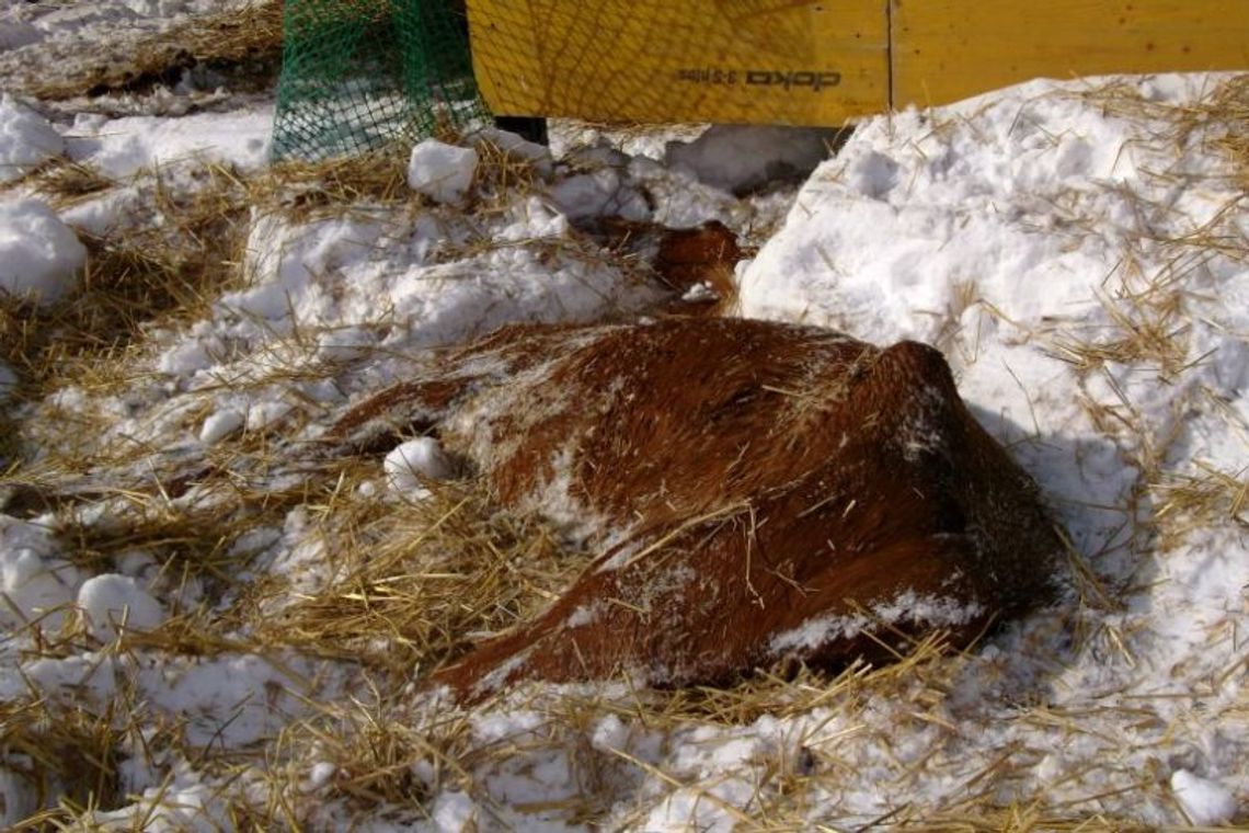 Konie padły z zimna i głodu. Zamarznięte poidła, dziurawy dach