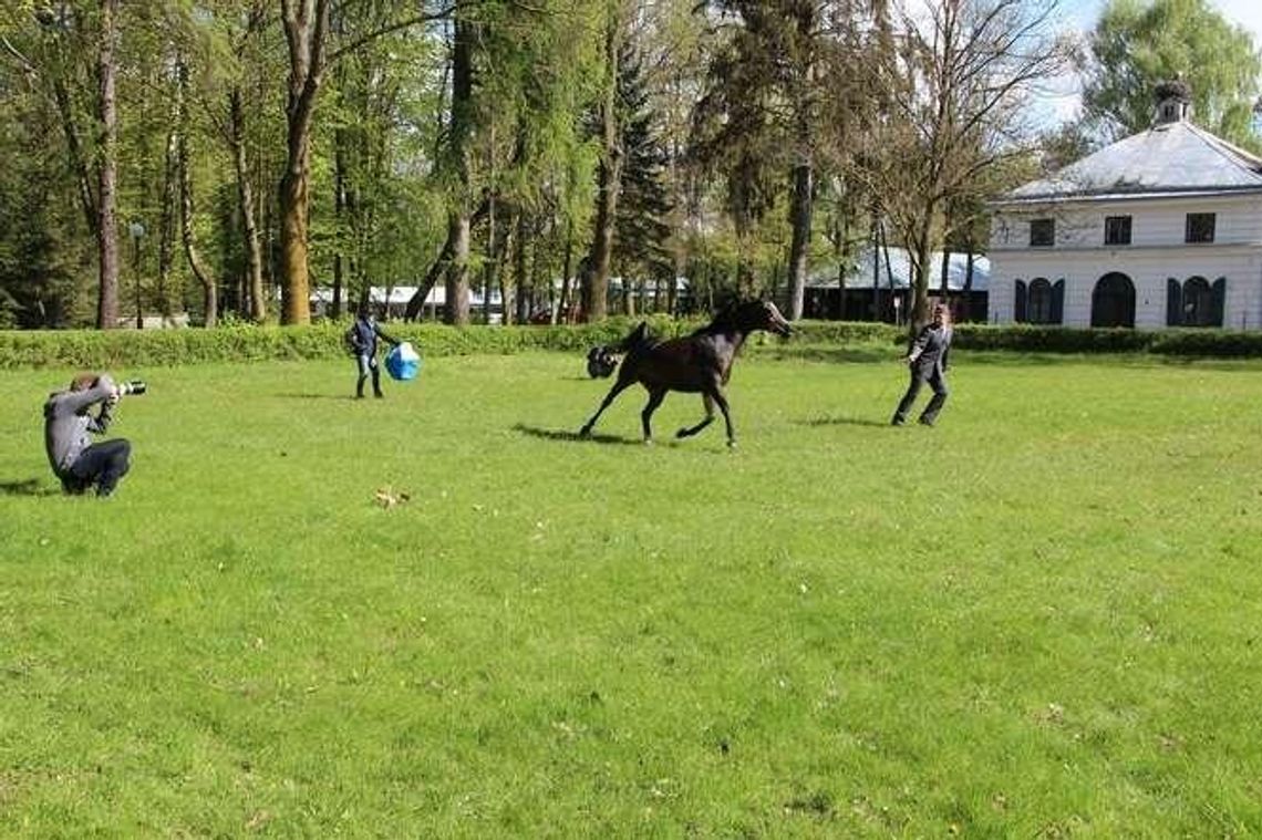 Konie z janowskiej stadniny już po sesji zdjęciowej