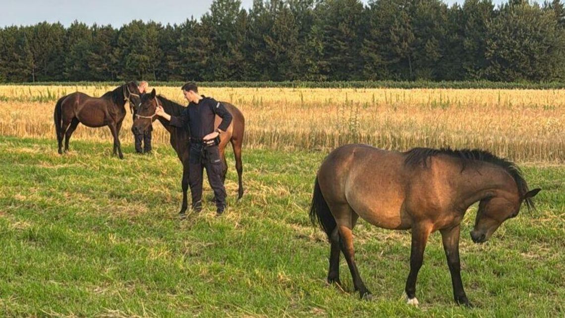 Konie z Końskowoli zatrzymane i doprowadzone na łąkę