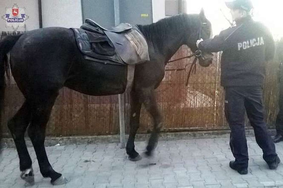 Konie zrzuciły jeźdźców i biegały po mieście