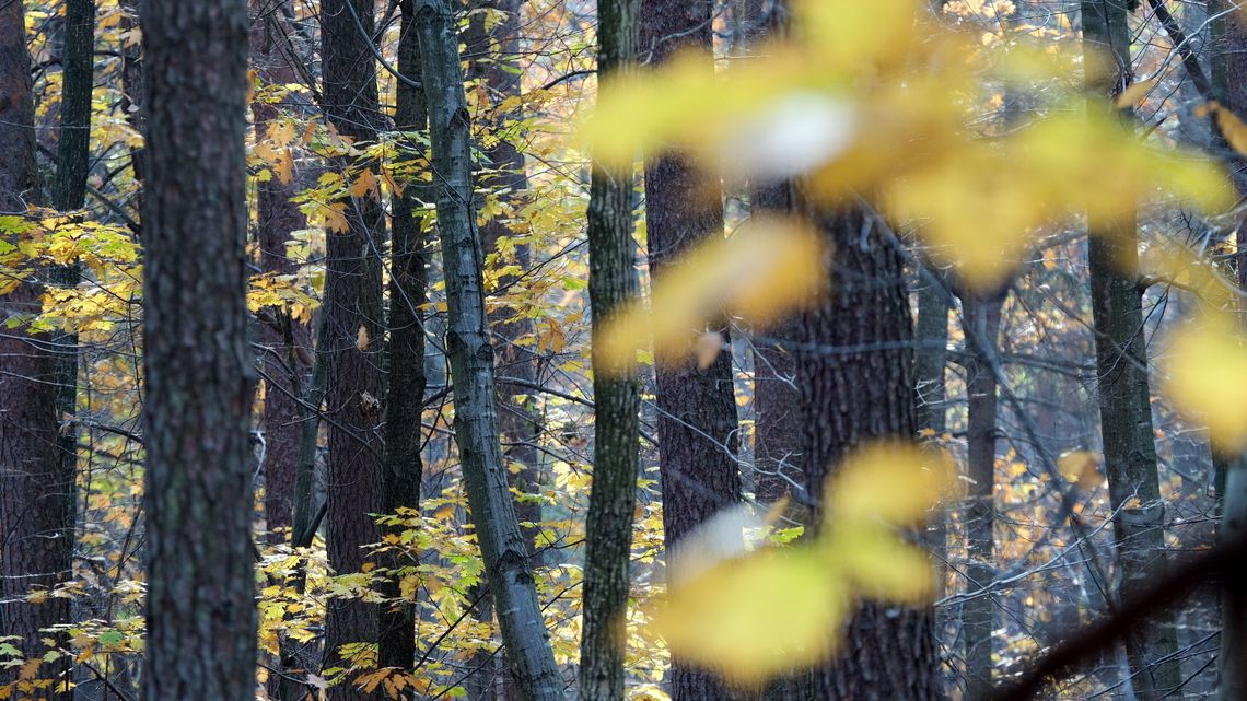 Koniec października, a na termometrach aż tyle? Pogoda ma dla nas niespodziankę Koniec października, a na termometrach aż tyle? Pogoda ma dla nas niespodziankę