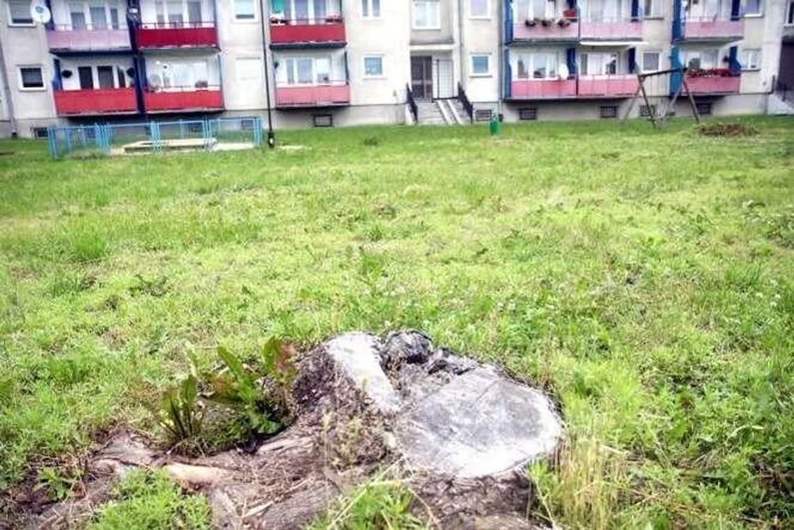 Koniec procesu Mariana S. Były dyrektor czeka na wyrok za zgodę na wycinkę drzew