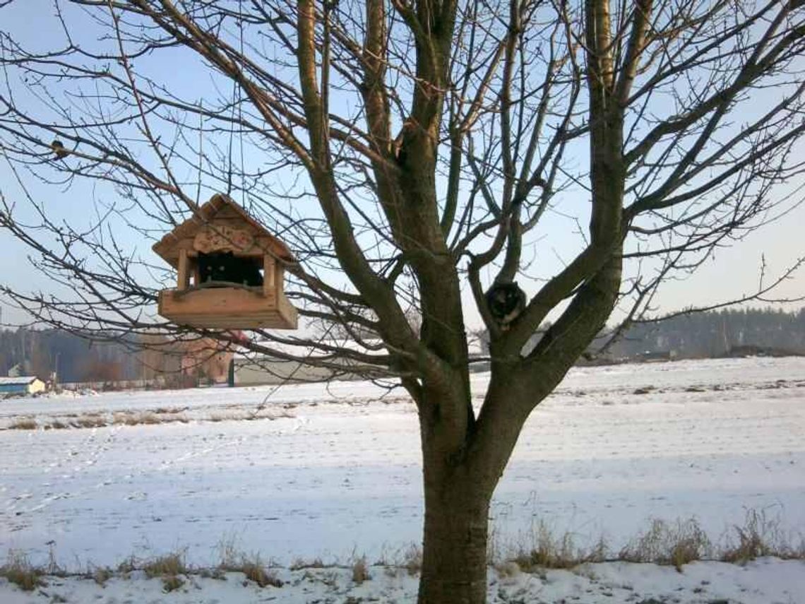 Koniec siarczystych mrozów. Idzie wiosna? Koniec siarczystych mrozów. Idzie wiosna?