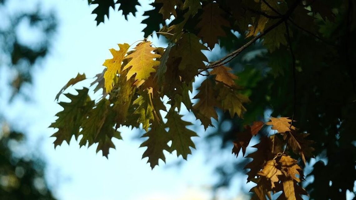 Koniec z silnym wiatrem. Prognoza pogody na najbliższe dni
