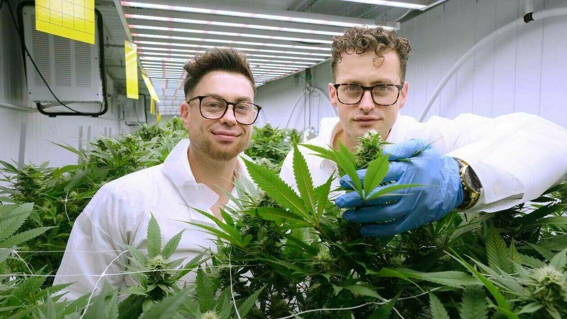 Koniec zarabiania na pomidorach. Witajcie w konopnej dżungli