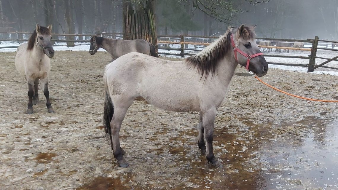 Koniki pod młotek. Roztoczański Park Narodowy sprzedaje klacze i ogiery 