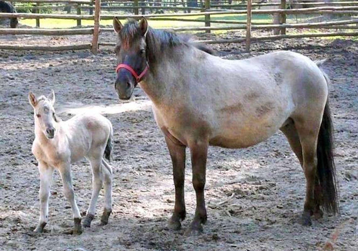 Koniki z Roztoczańskiego Parku Narodowego już nazwane