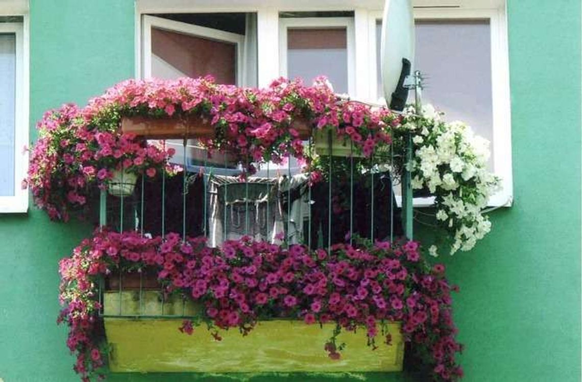 Konkurs w Zamościu. Który balkon najpiękniejszy?