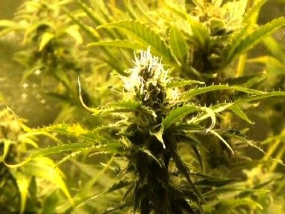 Konopie indyjskie i nielegalne papierosy. Rodzinny biznes w Biłgoraju (wideo)