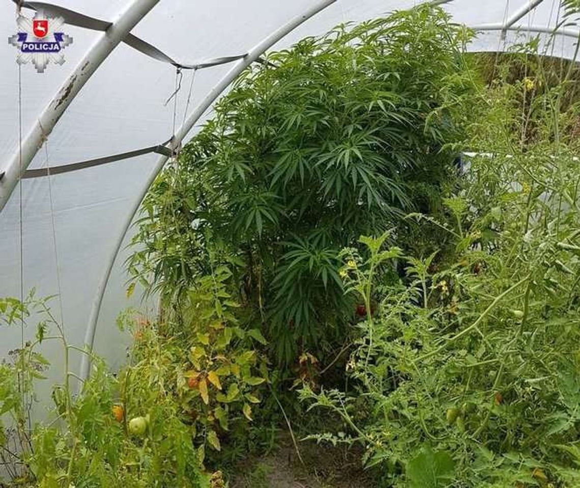 Konopie indyjskie rosły pod folią z pomidorami