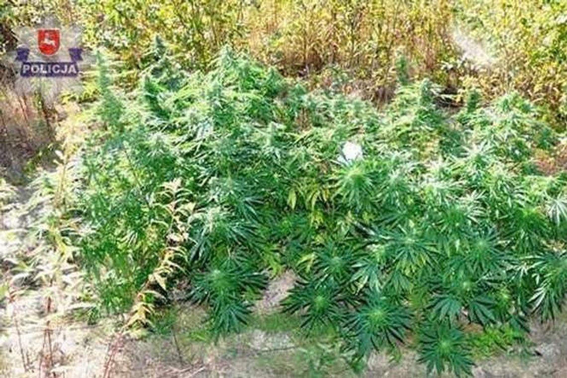 Konopie indyjskie rosły w lesie