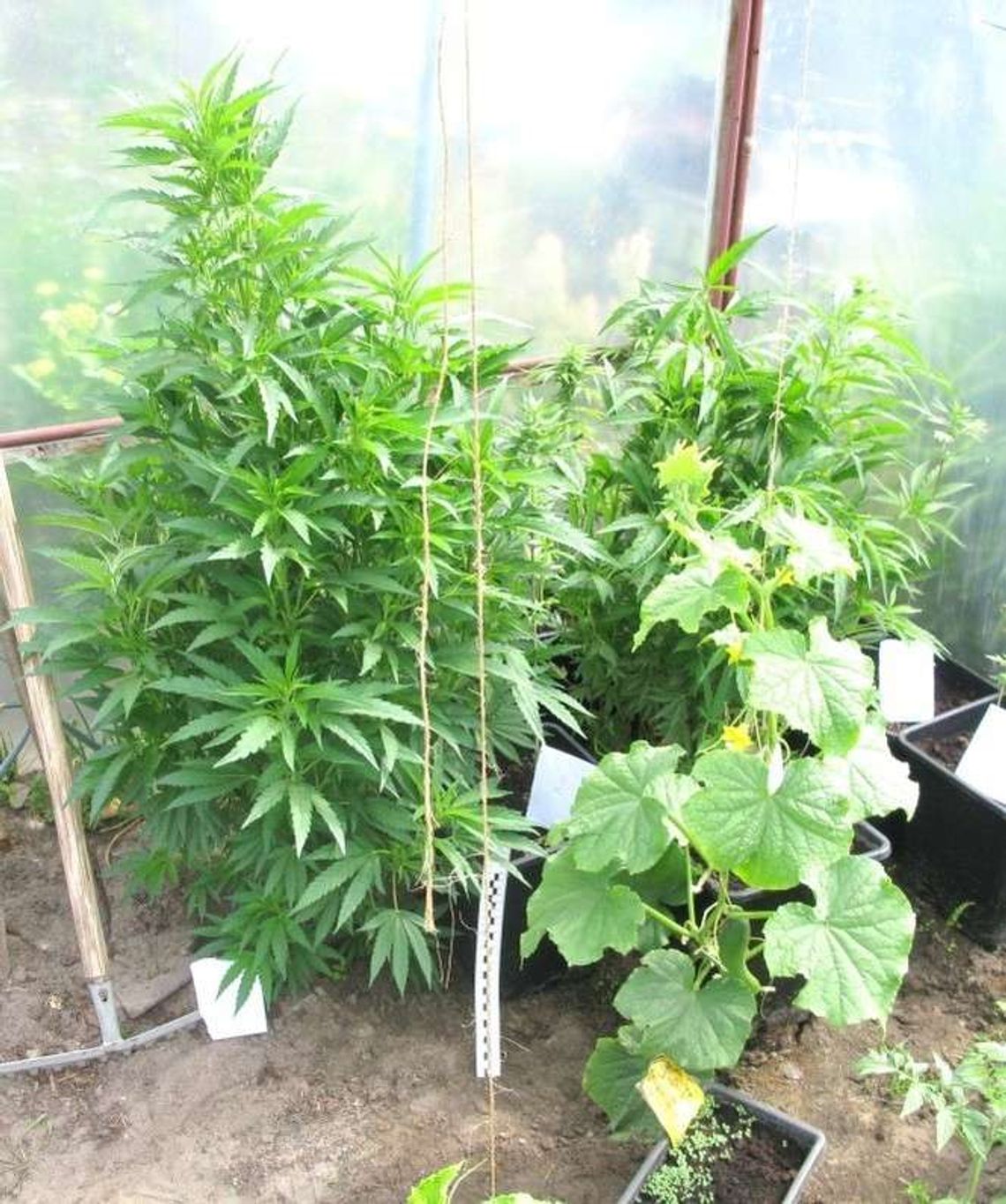 Konopie indyjskie w domu, szklarni i ogrodzie