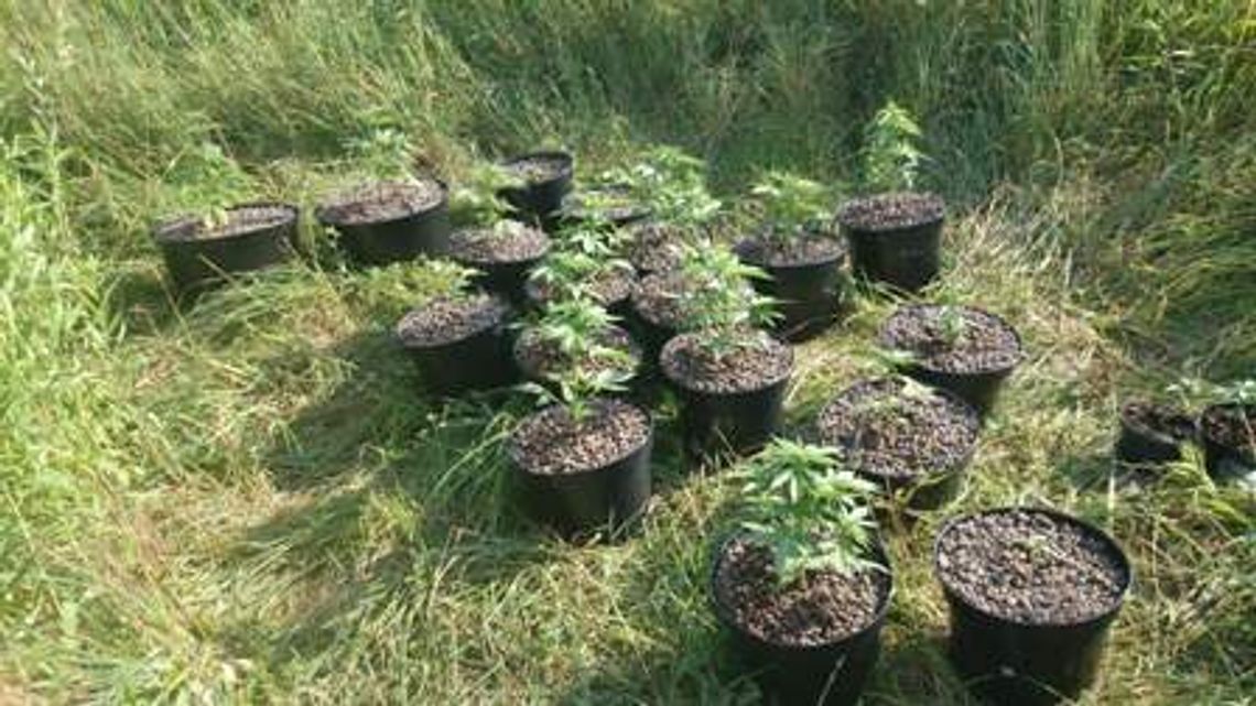 Konopie indyjskie w ogródku 28-latka