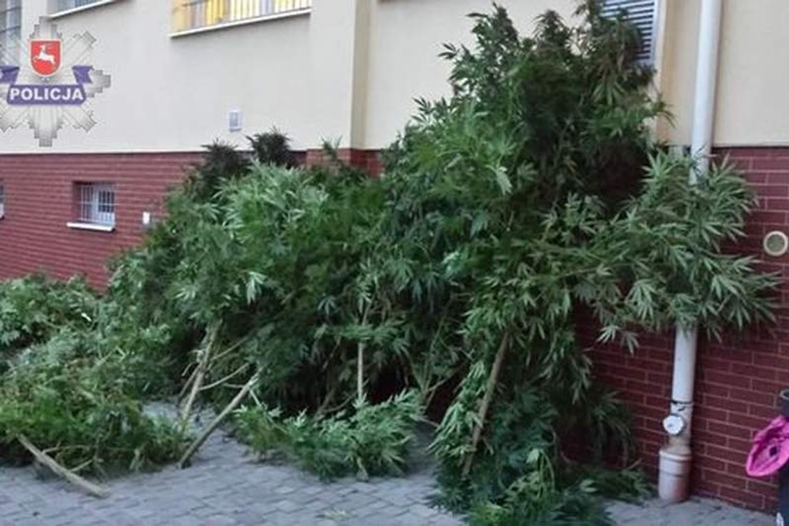 Konopie jak drzewa na leśnej polanie