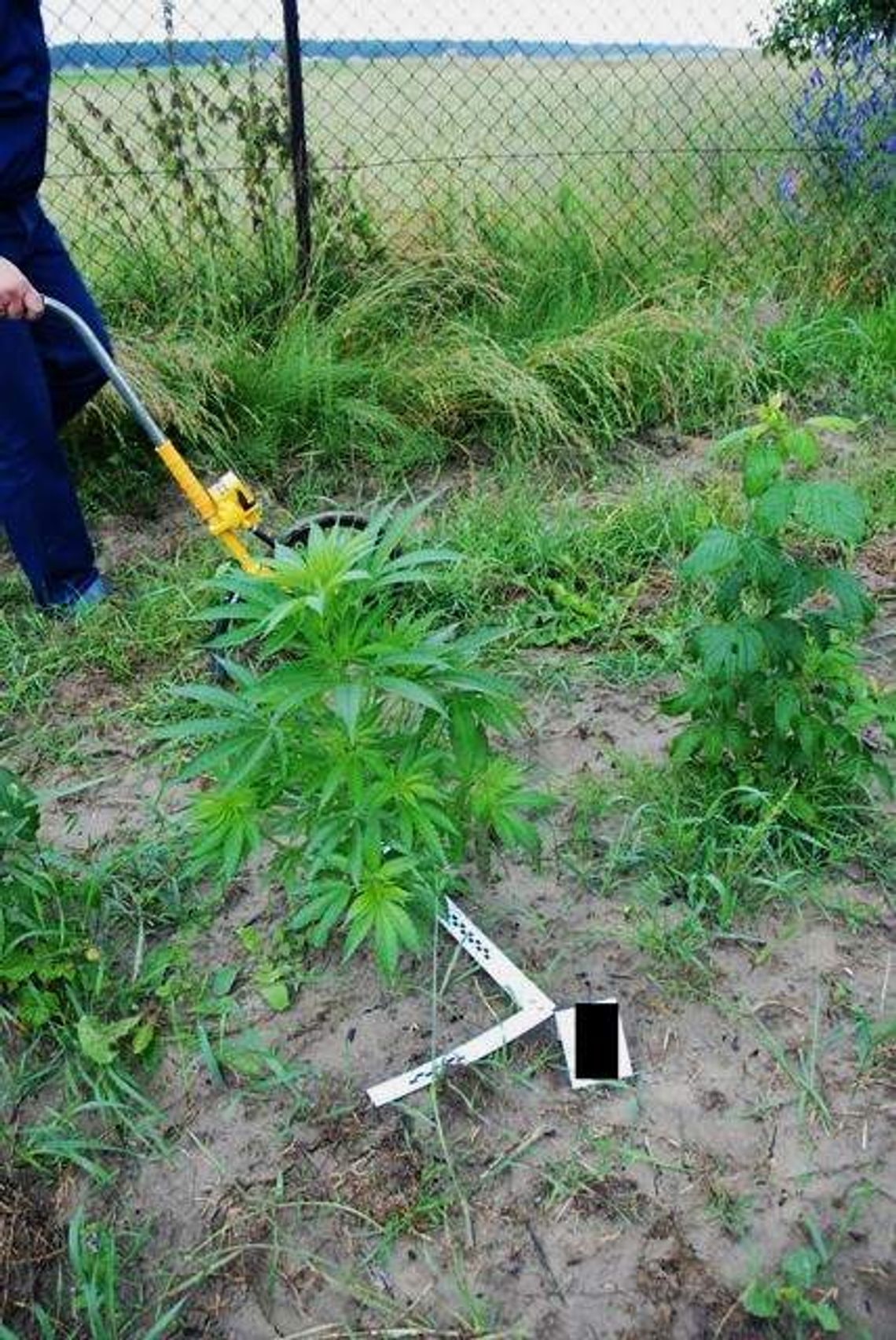 Konopie rosły pomiędzy malinami Konopie rosły pomiędzy malinami