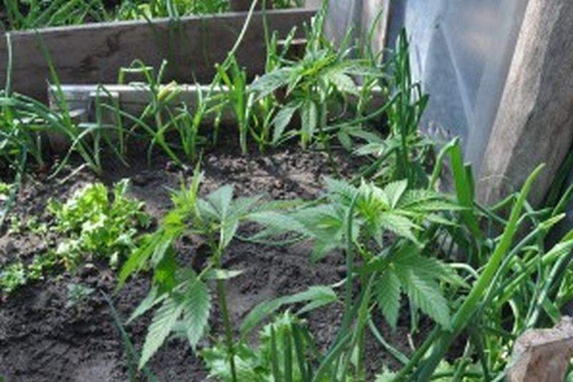 Konopie uprawiał pod folią. Wpadł, bo okradł sklep