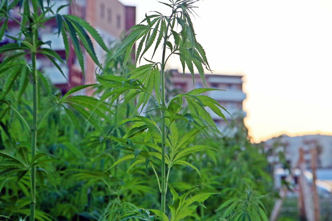 Konopie za darmo. Tak jest w Lublinie. Jutro żniwa