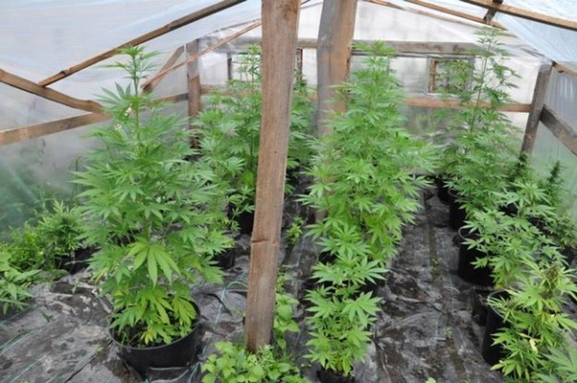 Konopie zamiast pomidorów