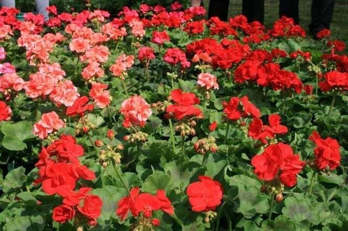 Końskowola: Kiermasz kwiatów coraz popularniejszy