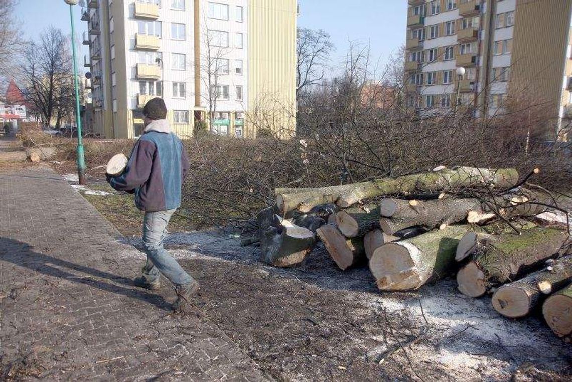 Kontrola NIK: Mało odmów na wycinki drzew. Urzędnicy zgadzają się bez sprawdzenia