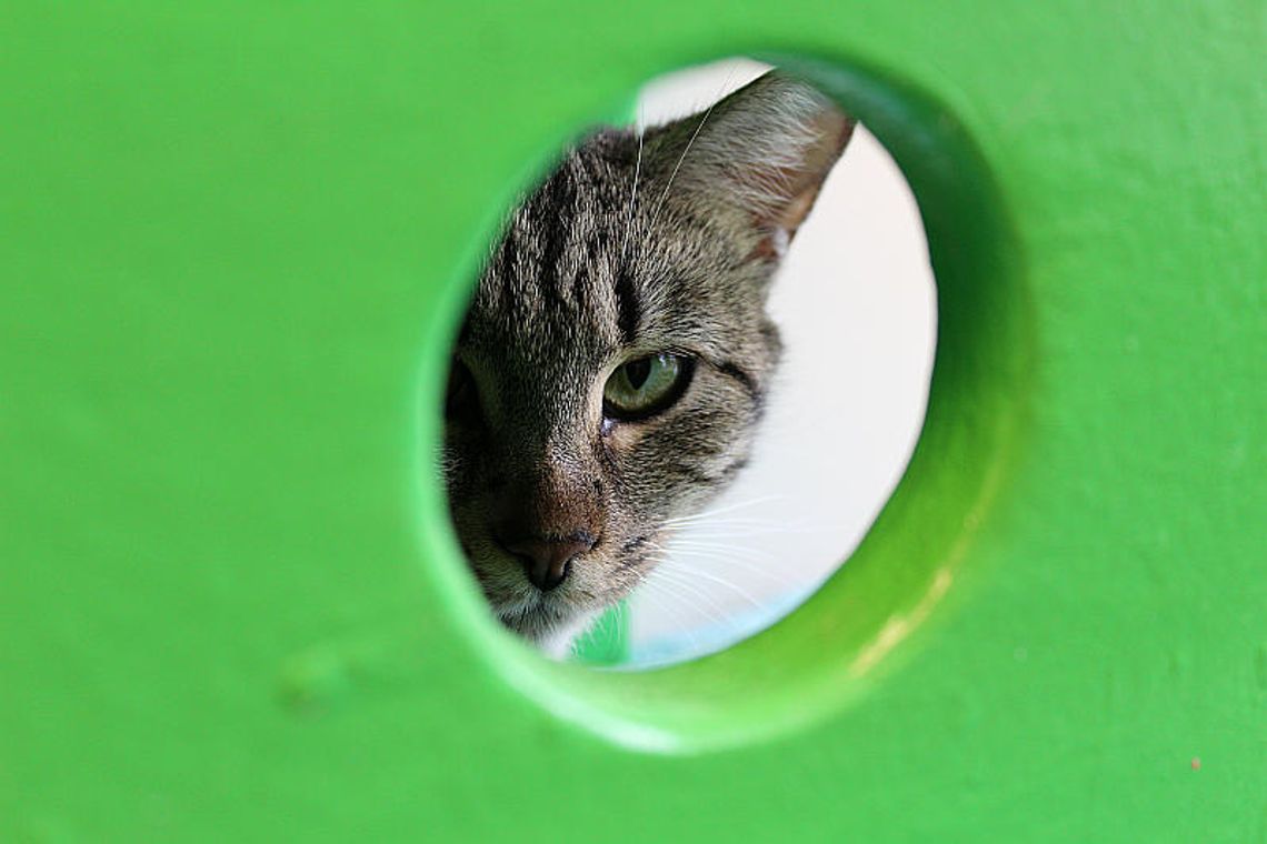 Kontrola NIK: Zwierzęcy kłopot gmin