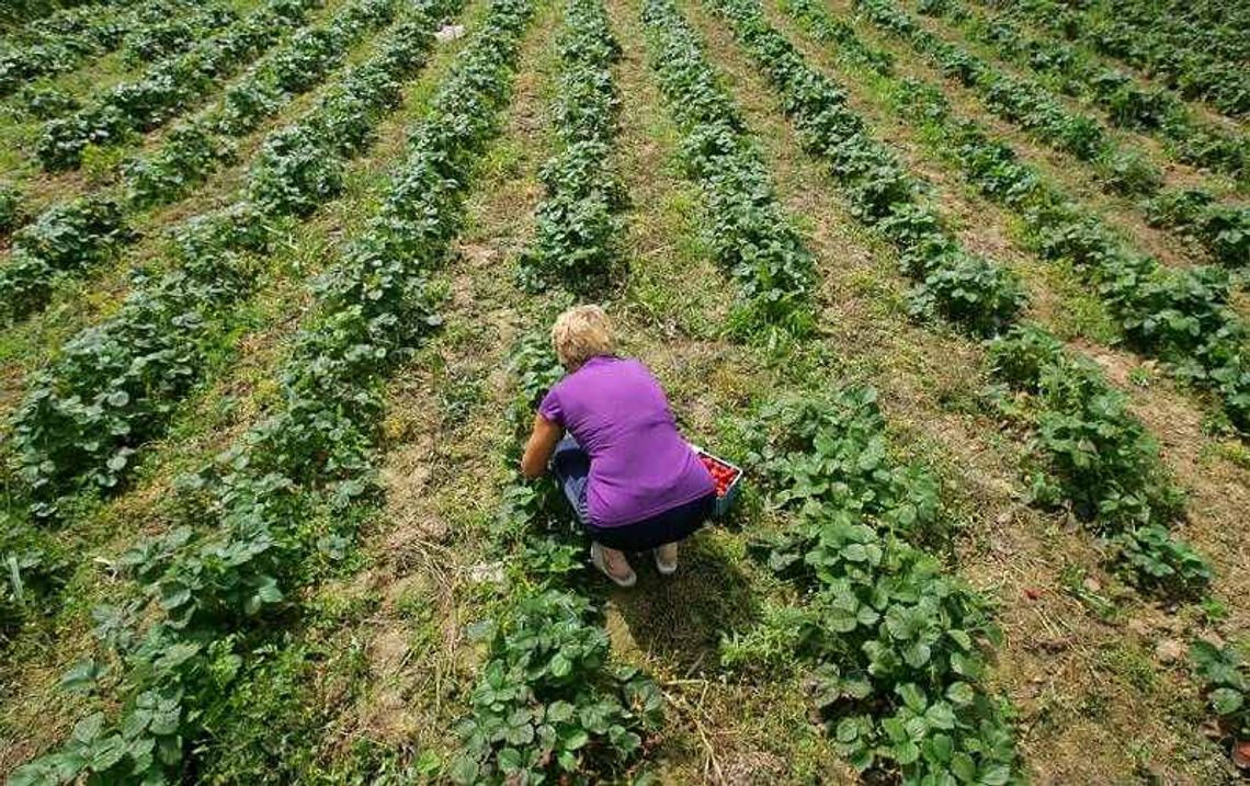 Kontrole ARiMR: Rolnicy tracą dopłaty Kontrole ARiMR: Rolnicy tracą dopłaty