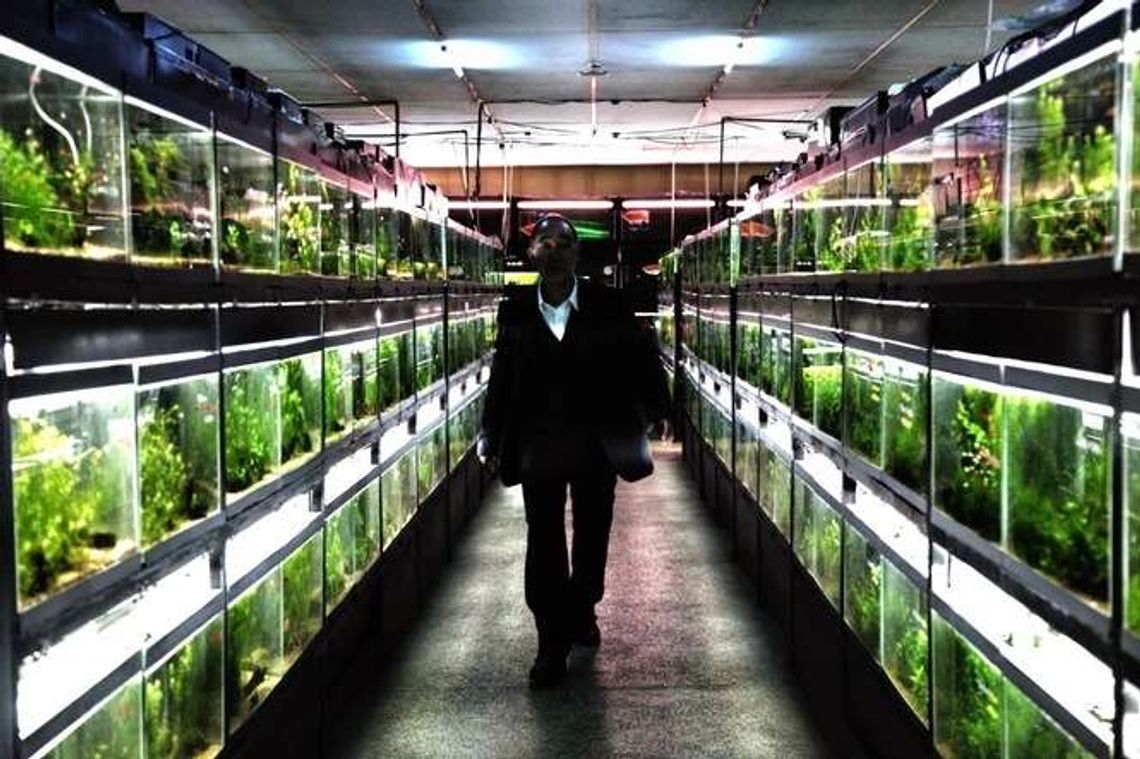 Kontrowersyjny "Cold Fish" w Centrum Kultury