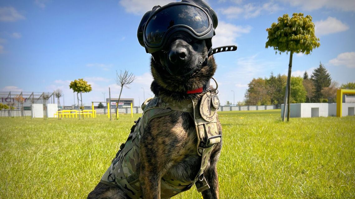 Kontrterrorysta na czterech łapach