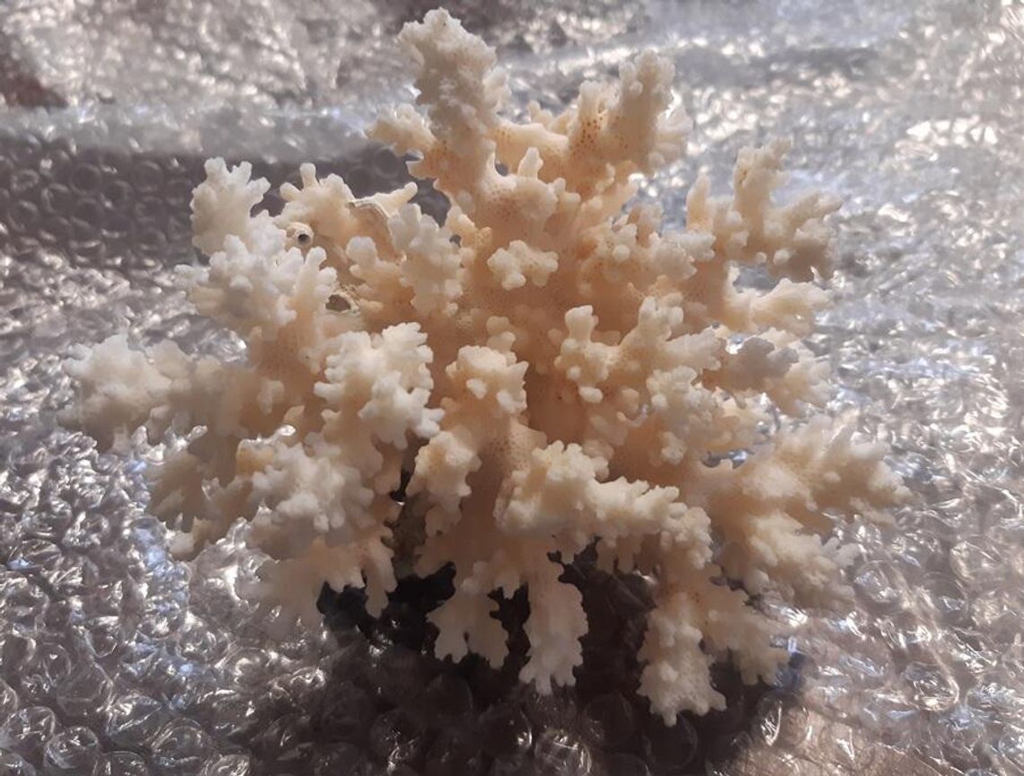 Koralowce i łodzik w walizce. Nietypowa „pamiątka” zatrzymana na granicy w Hrebennem CITES zatrzymane na granicy