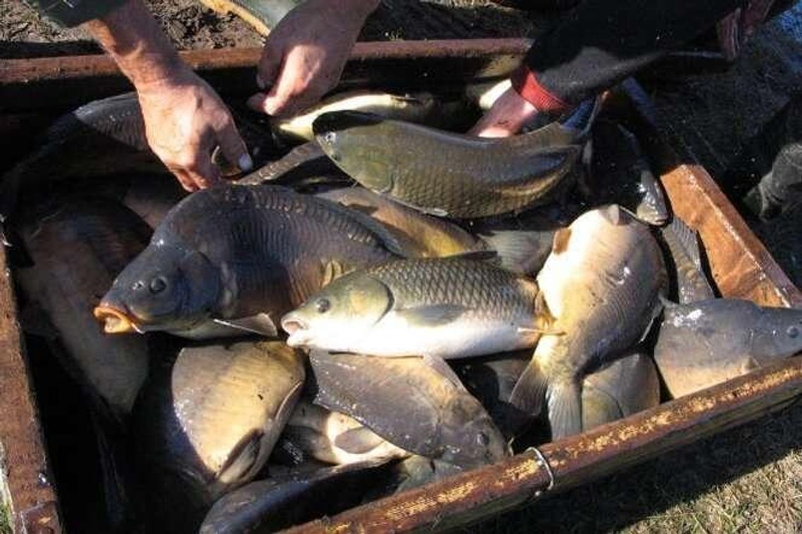 Kormorany zjadły nasze karpie. Hodowca: "To chyba najgorszy rok w ciągu 30 lat"