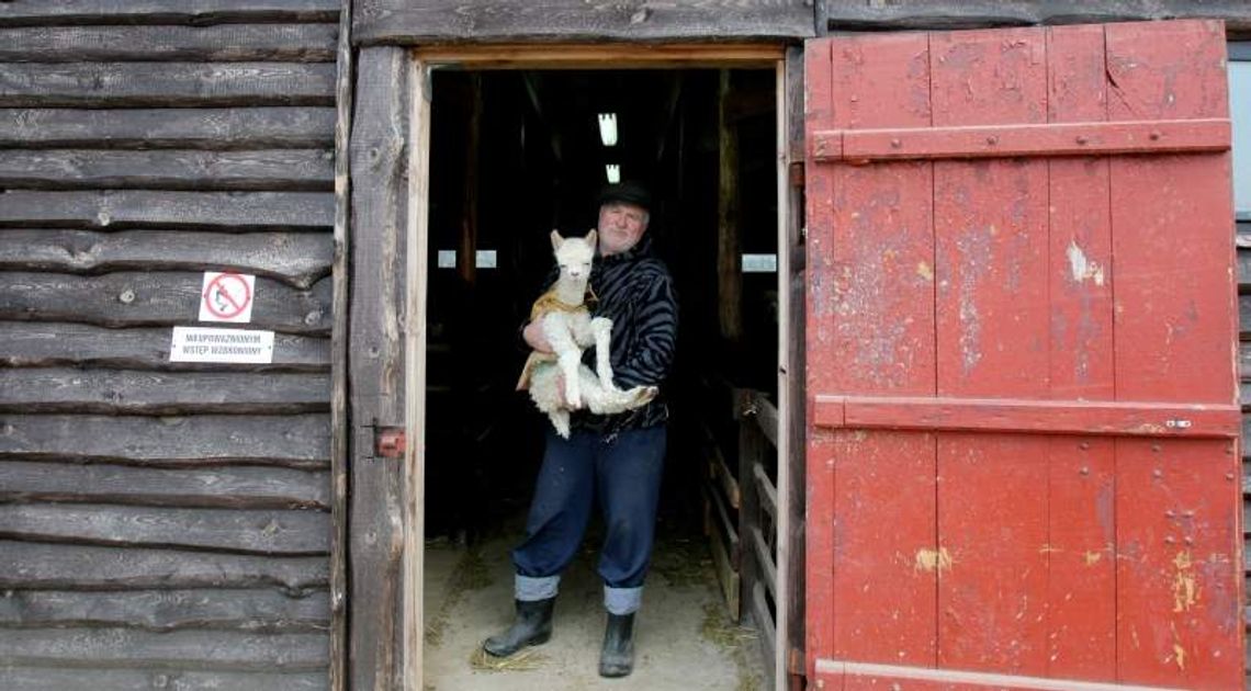Korporację zamienił na alpaki. Dziś ma jedną z największych hodowli w kraju Korporację zamienił na alpaki. Dziś ma jedną z największych hodowli w kraju