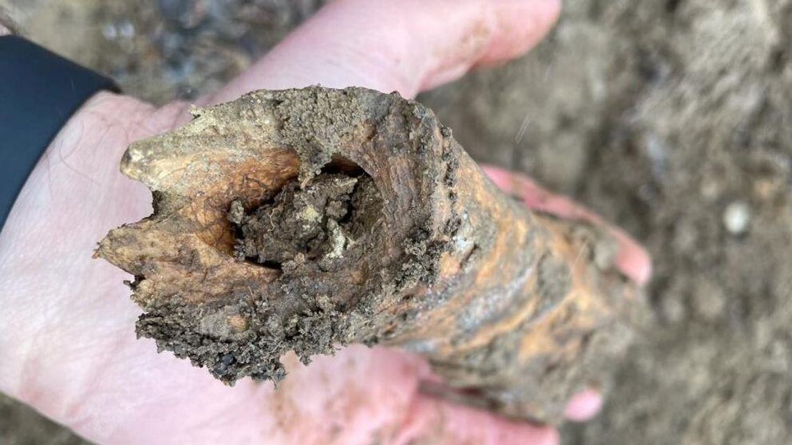 Kości z górek czechowskich są zwierzęce? Tak twierdzi archeolog