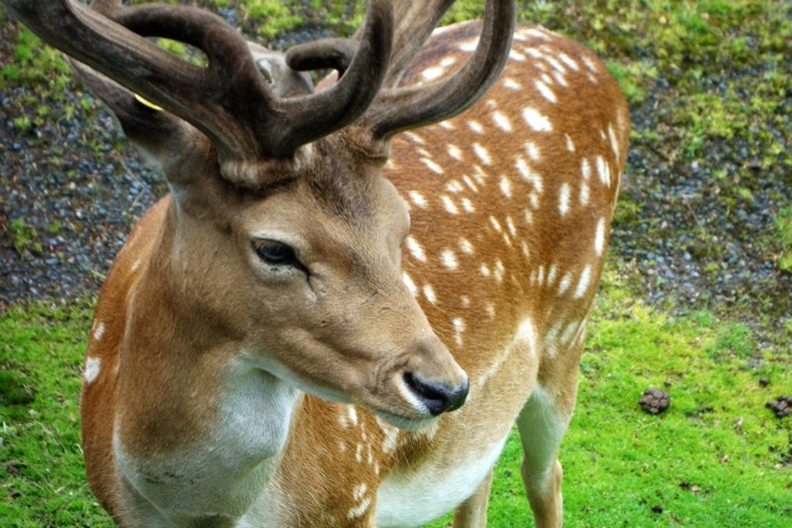 Kosyń: Wałęsające się psy zagryzły stado danieli