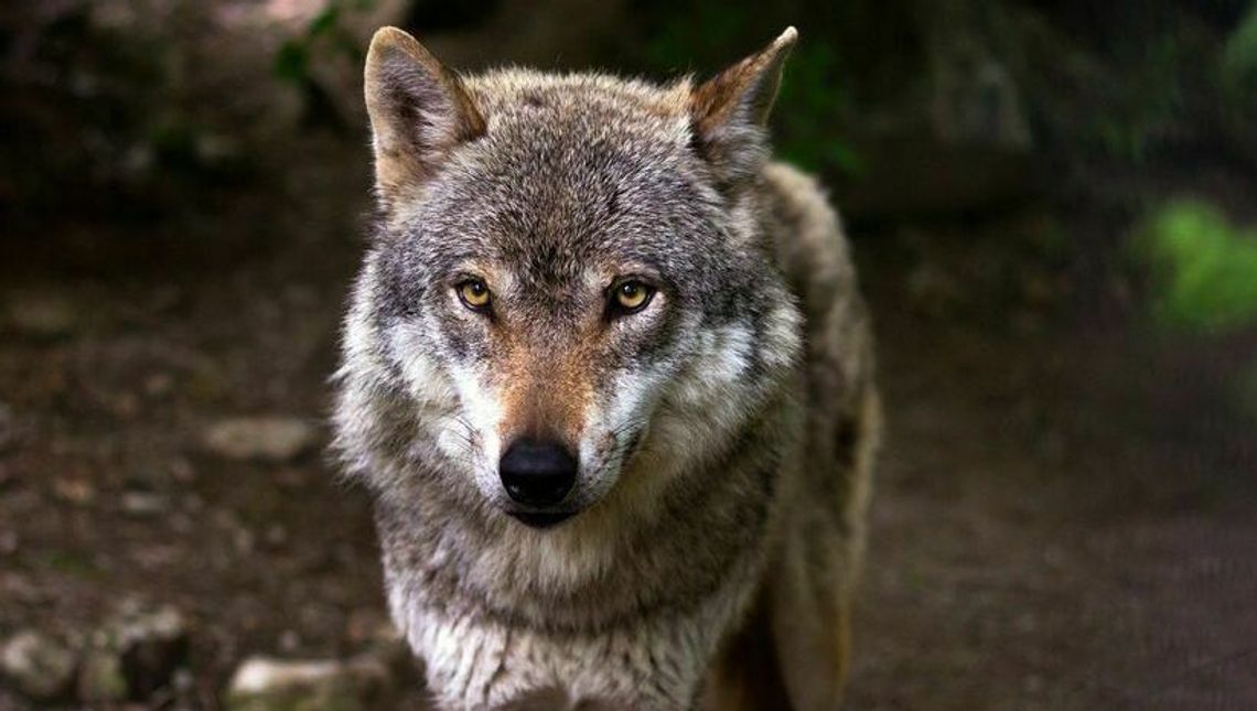 Koszmar na pastwisku. Wataha wilków zaatakowała cielaki Koszmar na pastwisku. Wataha wilków zaatakowała cielaki