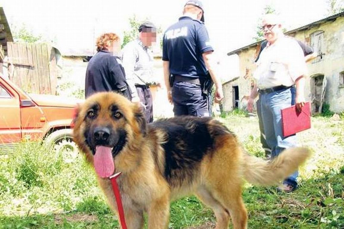 Koszmar w Kukini. Głodzone i zdane na siebie psy (wideo)